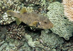 Velidhu - 2013_03_14 - IMG_0736rf_Poisson coffre griffonne - Arothron mappa_House reef_pmt